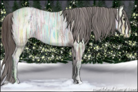 Horse Color:Bay Ice Appaloosa 