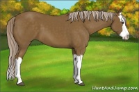 Horse Color:Chocolate Palomino Splash 