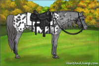 Horse Color:Brown Roan Appaloosa 