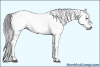 Horse Color:Gray White Spotted Grullo 