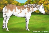 Horse Color:Silver Buckskin Splash 