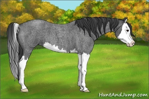 Horse Color: Blue Roan Splash 