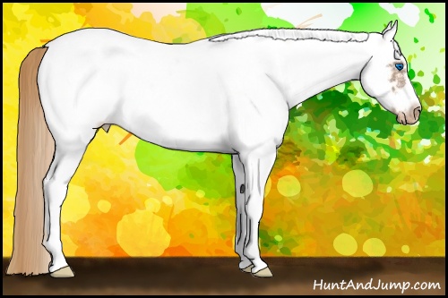Horse Color:White Spotted Chestnut Splash Frame Appaloosa 
