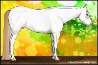 Horse Color:White Spotted Chestnut Splash Frame Appaloosa 
