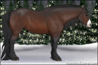 Horse Color:Bay Frame 