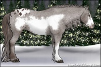 Horse Color:Liver Chestnut Frame Appaloosa 