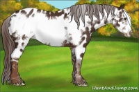 Horse Color:Liver Chestnut Frame Appaloosa 