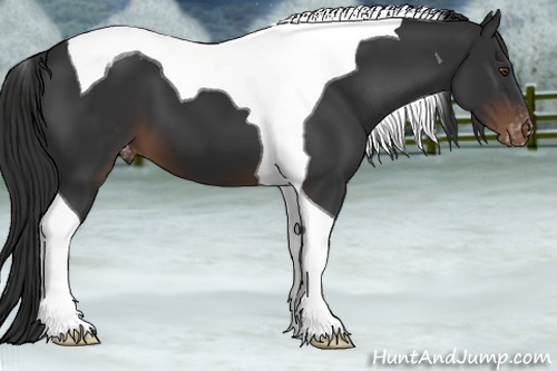 Horse Color:Liver Chestnut Tobiano Blanket 