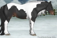 Horse Color:Liver Chestnut Tobiano Appaloosa