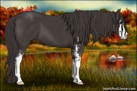 Horse Color:Smoky Black Sabino