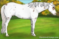 Horse Color:Silver Bay Sabino 