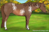 Horse Color:White Spotted Liver Chestnut Sabino 