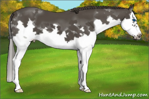 Horse Color: Smoky Black Splash Frame 