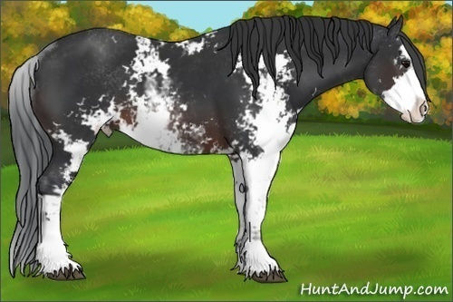Horse Color: Brown Sabino 