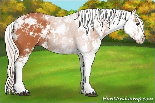 Horse Color: Silver Bay Sabino 