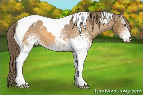 Horse Color: White Spotted Buckskin Tobiano Blanket 