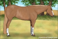 Horse Color:Chestnut Rabicano 