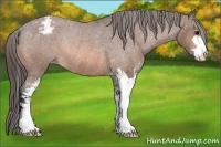 Horse Color:Bay Roan Sabino Snowcap Rabicano 
