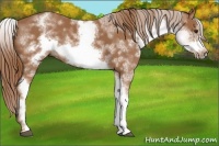 Horse Color:White Spotted Chestnut Frame Rabicano 