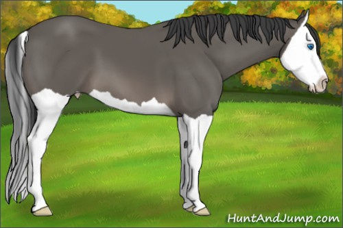 Horse Color: Brown Splash 