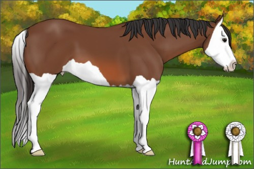 Horse Color: Bay Splash 
