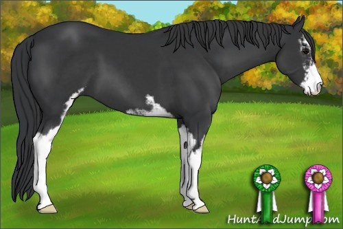 Horse Color: Brown Sabino 