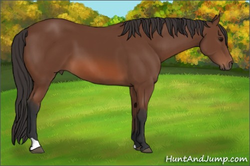 Horse Color: Bay 