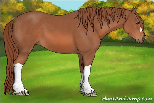 Horse Color: Liver Chestnut 