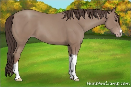 Horse Color: Classic Champagne 