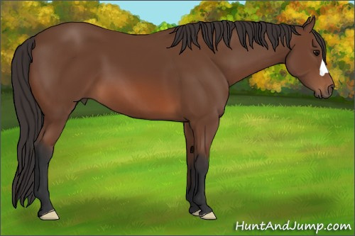 Horse Color: Bay 
