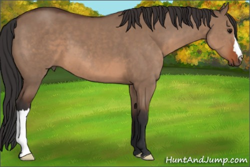 Horse Color: Brown Dun 