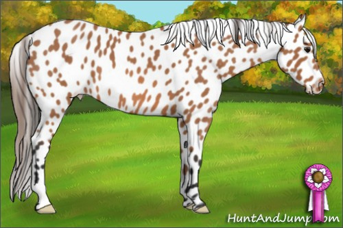 Horse Color: Bay Roan Leopard 