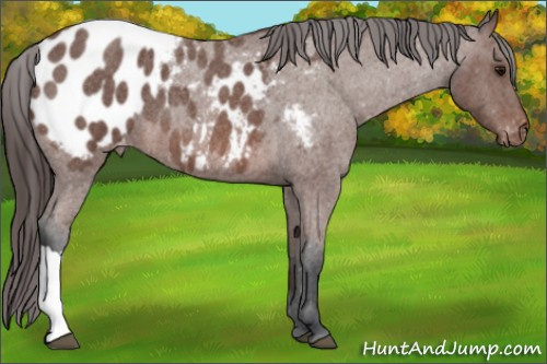Horse Color: Bay Roan Blanket 