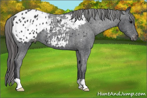 Horse Color: Brown Blanket 
