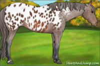 Horse Color:Bay Appaloosa 