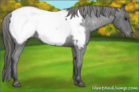 Horse Color:Blue Roan Snowcap 