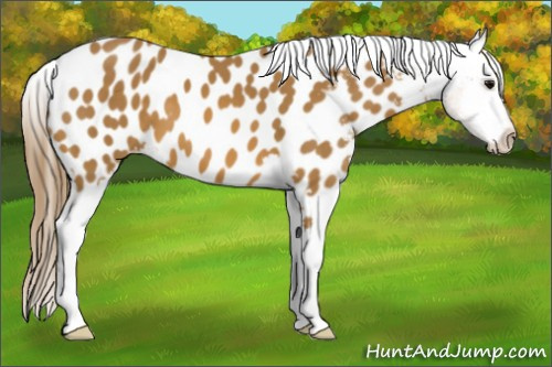Horse Color: Buckskin Blanket 