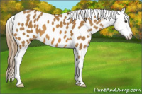 Horse Color:Buckskin Blanket 