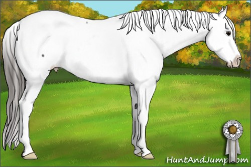 Horse Color: Black Snowcap 