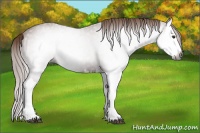 Horse Color:Gray Chestnut Splash