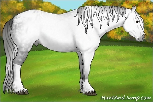 Horse Color:Gray Black Tobiano Blanket 