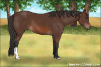 Horse Color:Bay 