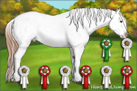 Horse Color:Red Dun Blanket 