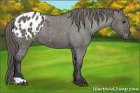 Horse Color:Grullo Appaloosa 