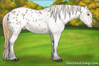 Horse Color:Buckskin Roan Dun Appaloosa