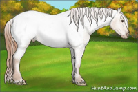 Horse Color:Red Dun Appaloosa 