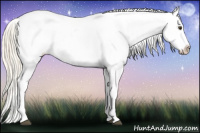 Horse Color:Palomino Ice Splash Appaloosa