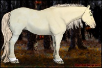 Horse Color:Gold Cream Champagne Ice Dun 
