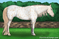 Horse Color:Buckskin Pearl Appaloosa 