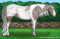 Horse Color:Bay Splash Tobiano Appaloosa 